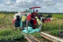 Arsip - Petani di Desa Makmur Kecamatan Lalan saat sedang mengumpulkan hasil panen gabah. Foto: Tia 