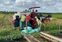 Arsip - Petani di Desa Makmur Kecamatan Lalan saat sedang mengumpulkan hasil panen gabah. Foto: Tia 