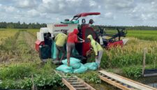 Arsip - Petani di Desa Makmur Kecamatan Lalan saat sedang mengumpulkan hasil panen gabah. Foto: Tia 