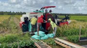 Arsip - Petani di Desa Makmur Kecamatan Lalan saat sedang mengumpulkan hasil panen gabah. Foto: Tia 
