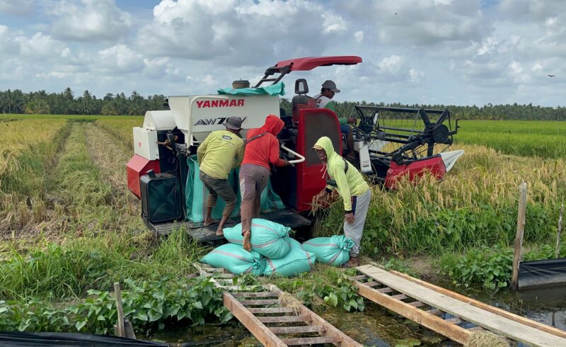 Arsip - Petani di Desa Makmur Kecamatan Lalan saat sedang mengumpulkan hasil panen gabah. Foto: Tia 