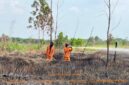 Caption: ilustrasi - Pelaksanaan pemadaman darat di Pulau Semambu Kabupaten Ogan Ilir oleh Tim Satgas Darat BPBD Sumsel. Foto: BPBD Sumsel