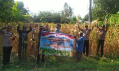Dukung Ketahanan Pangan, Polsek Buay Madang Timur Dampingi Petani Panen Raya Jagung