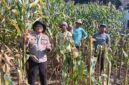 Kapolsek Buay Madang Timur, Iptu Swisspo, bersama para petani memanen jagung hibrida di lahan seluas 1 hektar milik Bapak Suradi di Desa Sukoharjo, Kecamatan Buay Madang Timur, OKU Timur. 