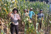 Kapolsek Buay Madang Timur, Iptu Swisspo, bersama para petani memanen jagung hibrida di lahan seluas 1 hektar milik Bapak Suradi di Desa Sukoharjo, Kecamatan Buay Madang Timur, OKU Timur. 