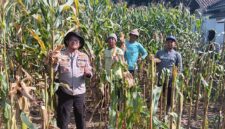 Kapolsek Buay Madang Timur, Iptu Swisspo, bersama para petani memanen jagung hibrida di lahan seluas 1 hektar milik Bapak Suradi di Desa Sukoharjo, Kecamatan Buay Madang Timur, OKU Timur. 