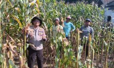 Sinergi Polri dan Petani, Polsek Buay Madang Timur Sukseskan Panen Jagung Kuartal II di Sukoharjo