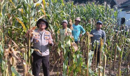 Kapolsek Buay Madang Timur, Iptu Swisspo, bersama para petani memanen jagung hibrida di lahan seluas 1 hektar milik Bapak Suradi di Desa Sukoharjo, Kecamatan Buay Madang Timur, OKU Timur.