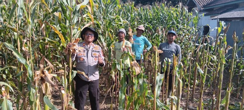 Kapolsek Buay Madang Timur, Iptu Swisspo, bersama para petani memanen jagung hibrida di lahan seluas 1 hektar milik Bapak Suradi di Desa Sukoharjo, Kecamatan Buay Madang Timur, OKU Timur. 