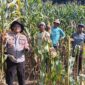 Kapolsek Buay Madang Timur, Iptu Swisspo, bersama para petani memanen jagung hibrida di lahan seluas 1 hektar milik Bapak Suradi di Desa Sukoharjo, Kecamatan Buay Madang Timur, OKU Timur. 
