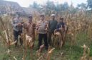 Kapolsek Buay Madang Timur IPTU Swisspo, bersama personel Bhabinkamtibmas dan anggota Kelompok Tani Lestari Makmur menunjukkan hasil panen jagung hibrida di Desa Kedung Rejo, Kecamatan Buay Madang Timur, Kabupaten OKU Timur. 