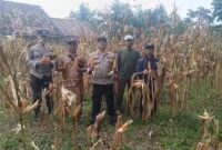 Kapolsek Buay Madang Timur IPTU Swisspo, bersama personel Bhabinkamtibmas dan anggota Kelompok Tani Lestari Makmur menunjukkan hasil panen jagung hibrida di Desa Kedung Rejo, Kecamatan Buay Madang Timur, Kabupaten OKU Timur. 