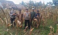Dukung Ketahanan Pangan, Polsek Buay Madang Timur Sukses Gelar Panen Jagung Kuartal II 2026
