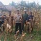 Kapolsek Buay Madang Timur IPTU Swisspo, bersama personel Bhabinkamtibmas dan anggota Kelompok Tani Lestari Makmur menunjukkan hasil panen jagung hibrida di Desa Kedung Rejo, Kecamatan Buay Madang Timur, Kabupaten OKU Timur. 