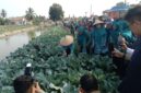 Ketua TP PKK Provinsi Sumatera Selatan, Fefrita Lustia Herman Deru, bersama kader PKK dan unsur tripika memanen tanaman kubis (kol) di Desa Tanjung Mas, Kecamatan Buay Madang Timur, Kabupaten OKU Timur. 