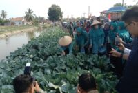 Ketua TP PKK Provinsi Sumatera Selatan, Fefrita Lustia Herman Deru, bersama kader PKK dan unsur tripika memanen tanaman kubis (kol) di Desa Tanjung Mas, Kecamatan Buay Madang Timur, Kabupaten OKU Timur. 