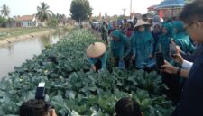Ketua TP PKK Provinsi Sumatera Selatan, Fefrita Lustia Herman Deru, bersama kader PKK dan unsur tripika memanen tanaman kubis (kol) di Desa Tanjung Mas, Kecamatan Buay Madang Timur, Kabupaten OKU Timur.
