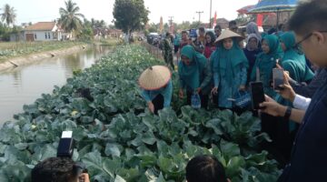 Ketua TP PKK Provinsi Sumatera Selatan, Fefrita Lustia Herman Deru, bersama kader PKK dan unsur tripika memanen tanaman kubis (kol) di Desa Tanjung Mas, Kecamatan Buay Madang Timur, Kabupaten OKU Timur. 