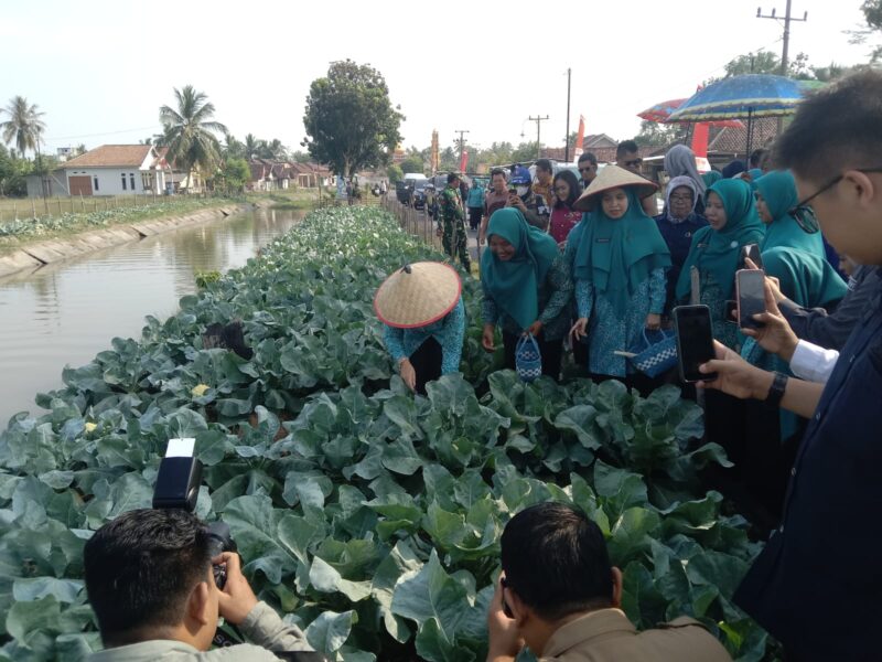 Ketua TP PKK Provinsi Sumatera Selatan, Fefrita Lustia Herman Deru, bersama kader PKK dan unsur tripika memanen tanaman kubis (kol) di Desa Tanjung Mas, Kecamatan Buay Madang Timur, Kabupaten OKU Timur. 