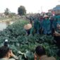 Ketua TP PKK Provinsi Sumatera Selatan, Fefrita Lustia Herman Deru, bersama kader PKK dan unsur tripika memanen tanaman kubis (kol) di Desa Tanjung Mas, Kecamatan Buay Madang Timur, Kabupaten OKU Timur. 
