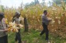 Kapolsek Buay Madang Timur Iptu Swisspo, bersama Bhabinkamtibmas Bripka Nur Holik membantu petani memetik jagung hibrida saat panen kuartal II di Desa Gumuk Rejo, Kecamatan Buay Madang Timur, Kabupaten OKU Timur. 
