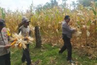 Kapolsek Buay Madang Timur Iptu Swisspo, bersama Bhabinkamtibmas Bripka Nur Holik membantu petani memetik jagung hibrida saat panen kuartal II di Desa Gumuk Rejo, Kecamatan Buay Madang Timur, Kabupaten OKU Timur. 