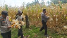 Kapolsek Buay Madang Timur Iptu Swisspo, bersama Bhabinkamtibmas Bripka Nur Holik membantu petani memetik jagung hibrida saat panen kuartal II di Desa Gumuk Rejo, Kecamatan Buay Madang Timur, Kabupaten OKU Timur. 