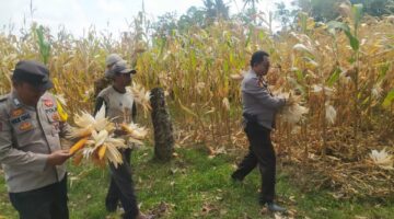 Kapolsek Buay Madang Timur Iptu Swisspo, bersama Bhabinkamtibmas Bripka Nur Holik membantu petani memetik jagung hibrida saat panen kuartal II di Desa Gumuk Rejo, Kecamatan Buay Madang Timur, Kabupaten OKU Timur. 