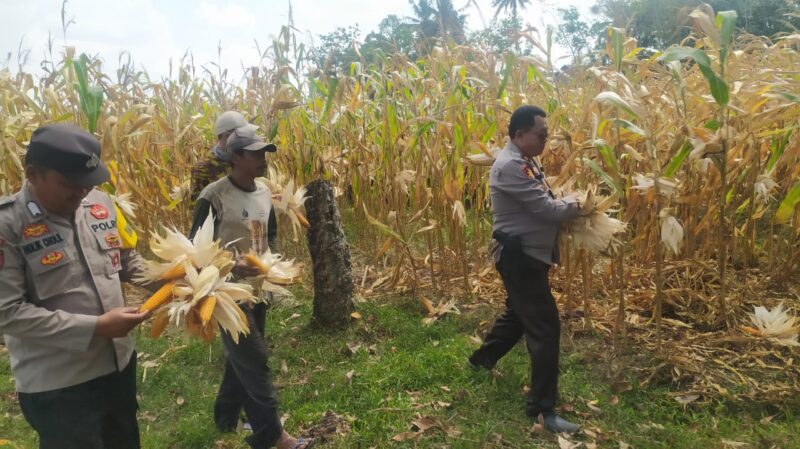 Kapolsek Buay Madang Timur Iptu Swisspo, bersama Bhabinkamtibmas Bripka Nur Holik membantu petani memetik jagung hibrida saat panen kuartal II di Desa Gumuk Rejo, Kecamatan Buay Madang Timur, Kabupaten OKU Timur. 