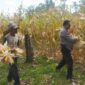 Kapolsek Buay Madang Timur Iptu Swisspo, bersama Bhabinkamtibmas Bripka Nur Holik membantu petani memetik jagung hibrida saat panen kuartal II di Desa Gumuk Rejo, Kecamatan Buay Madang Timur, Kabupaten OKU Timur. 