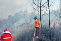 Puluhan Hektar Lahan Area Bandara Atung Bungsu Jadi Santapan Si Jago Merah, Armada STN Turut Berjibaku Lakukan Pemadaman