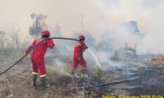 Demi Sawit dan Kopi, Sembilan Warga di Sumsel Berurusan dengan Hukum Akibat Karhutla