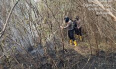 Api Gabungan Berjibaku Padamkan Karhutla di Lahan Gambut PT Samora OKI
