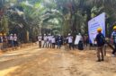 Bukan Hanya Soal Pabrik, Mutu TBS dan Rendemen Sawit Ditentukan Sejak dari Kebun