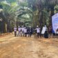 Bukan Hanya Soal Pabrik, Mutu TBS dan Rendemen Sawit Ditentukan Sejak dari Kebun
