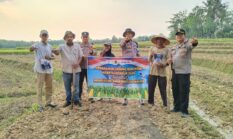 Dukung Ketahanan Pangan, Polsek Buay Madang Timur Tanam Jagung Serentak di Gumuk Rejo