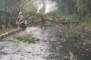 fhoto : kerusakan atap rumah serta pohom tumbang akibat hujan dan angin kencang di Pagar Alam