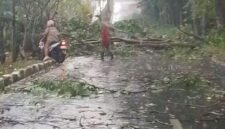 fhoto : kerusakan atap rumah serta pohom tumbang akibat hujan dan angin kencang di Pagar Alam
