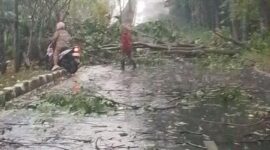 fhoto : kerusakan atap rumah serta pohom tumbang akibat hujan dan angin kencang di Pagar Alam