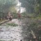 fhoto : kerusakan atap rumah serta pohom tumbang akibat hujan dan angin kencang di Pagar Alam