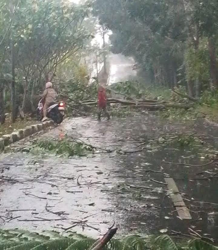 fhoto : kerusakan atap rumah serta pohom tumbang akibat hujan dan angin kencang di Pagar Alam