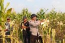 Kapolsek Buay Madang Timur Iptu Swisspo, memanen jagung hibrida bersama petani lokal di Desa Tambak Boyo, Kecamatan Buay Madang Timur, Kabupaten OKU Timur.