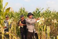 Kapolsek Buay Madang Timur Iptu Swisspo, memanen jagung hibrida bersama petani lokal di Desa Tambak Boyo, Kecamatan Buay Madang Timur, Kabupaten OKU Timur.