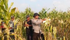 Kapolsek Buay Madang Timur Iptu Swisspo, memanen jagung hibrida bersama petani lokal di Desa Tambak Boyo, Kecamatan Buay Madang Timur, Kabupaten OKU Timur.