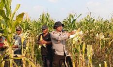 Dukung Ketahanan Pangan Nasional, Polsek Buay Madang Timur Gelar Panen Jagung di Desa Tambak Boyo