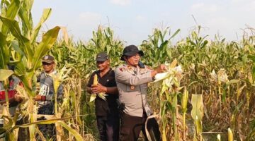 Kapolsek Buay Madang Timur Iptu Swisspo, memanen jagung hibrida bersama petani lokal di Desa Tambak Boyo, Kecamatan Buay Madang Timur, Kabupaten OKU Timur.