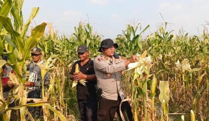 Kapolsek Buay Madang Timur Iptu Swisspo, memanen jagung hibrida bersama petani lokal di Desa Tambak Boyo, Kecamatan Buay Madang Timur, Kabupaten OKU Timur.