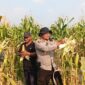 Kapolsek Buay Madang Timur Iptu Swisspo, memanen jagung hibrida bersama petani lokal di Desa Tambak Boyo, Kecamatan Buay Madang Timur, Kabupaten OKU Timur.