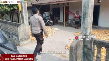 Kapolsek Buay Madang Timur Turun Langsung Cek Kualitas Panen Jagung Warga Tambak Boyo