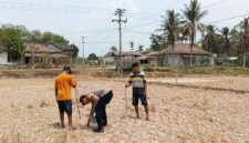 Bersama masyarakat petani Desa Tanjung Sari, Personil Polsek Buay Madang Timur bahu-membahu menanam jagung hibrida demi memperkuat ketahanan pangan nasional di kuartal III tahun 2026.